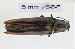 Foto (Dorsalansicht) von Pectocera fleutiauxi  (NHMW-ZOO-COL-0008523)